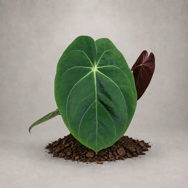 Anthurium dressleri