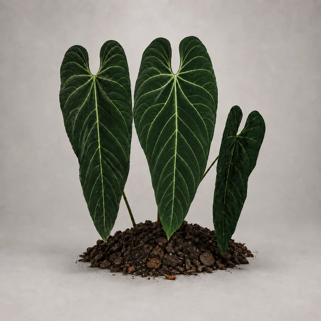 Anthurium metallicum