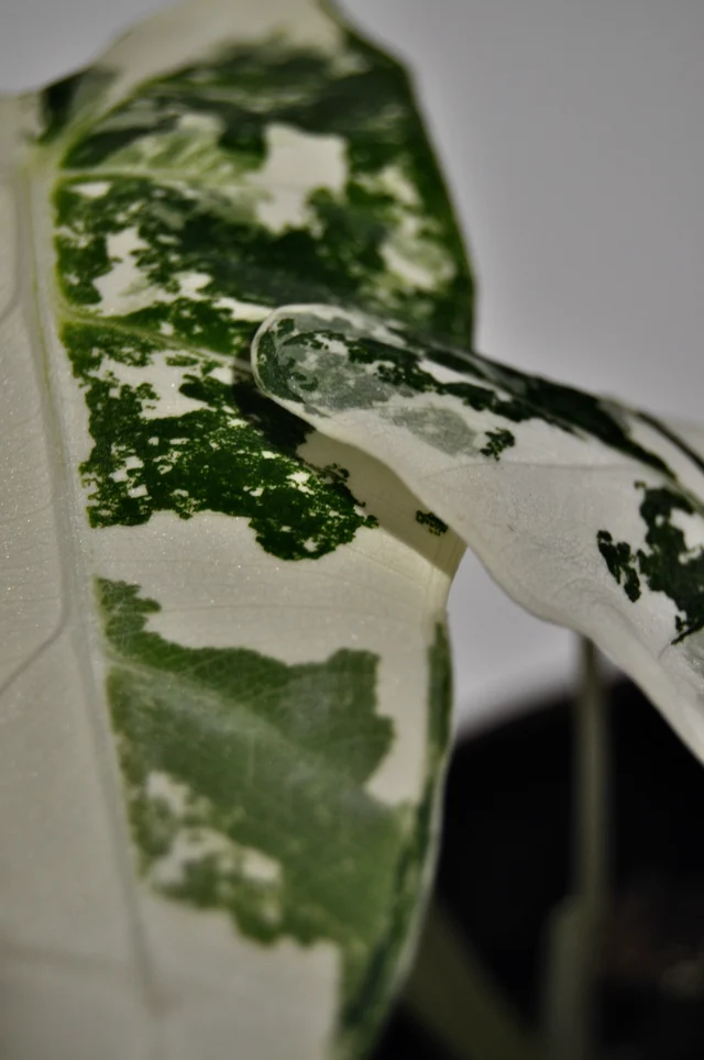 Detail einer panaschierten Aroid-Pflanze