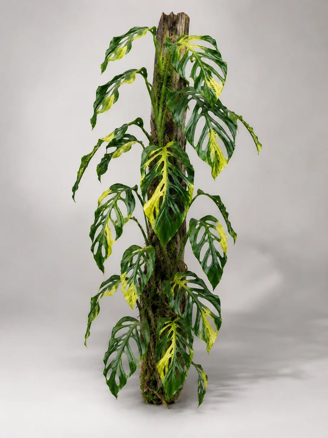 Kultivierte Monstera