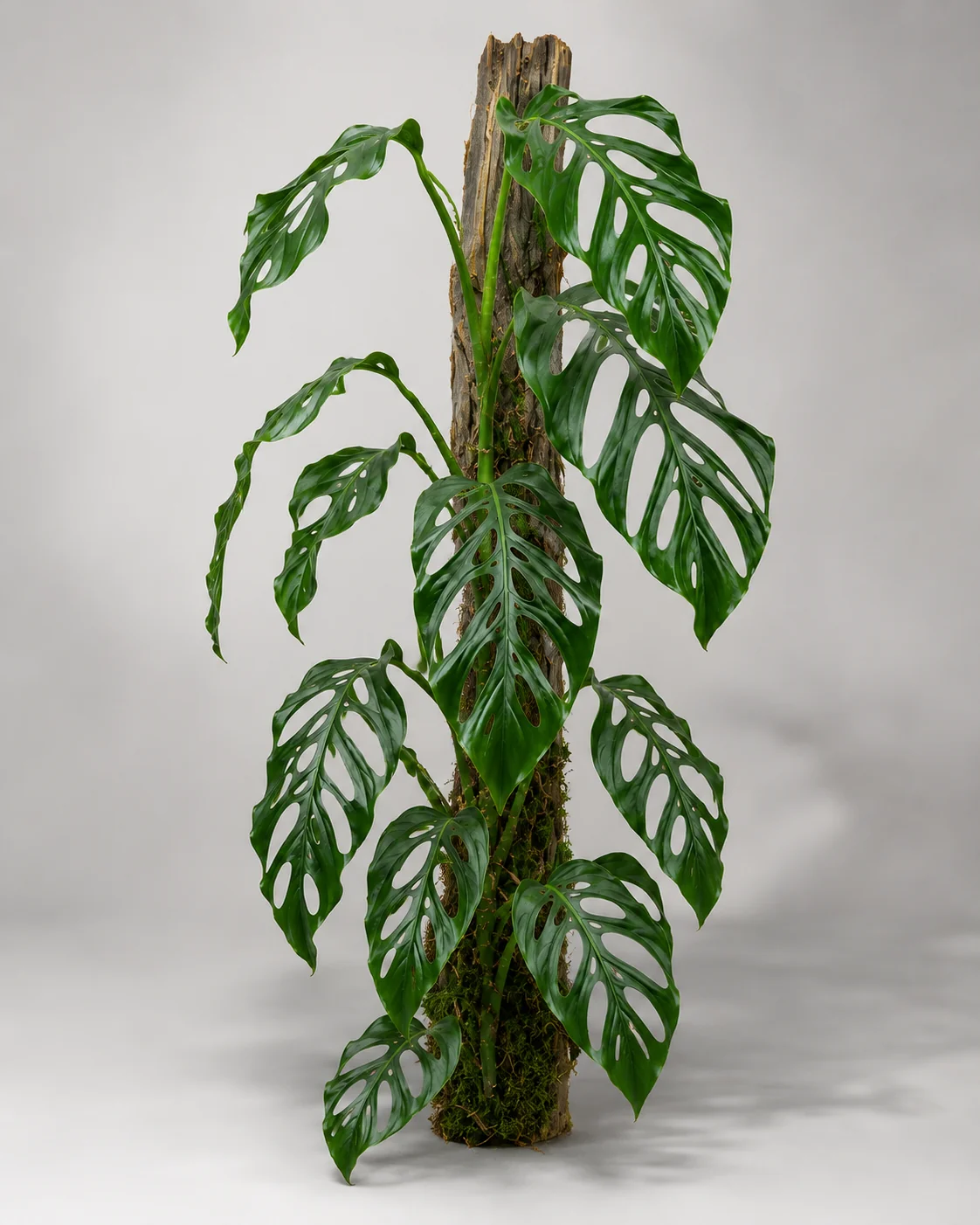 Monstera