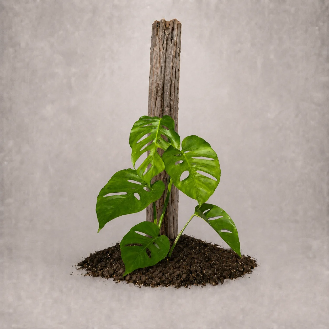 Monstera Uno